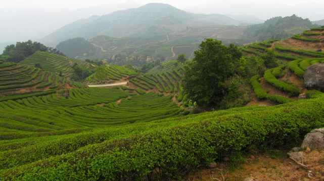 绿色茶山