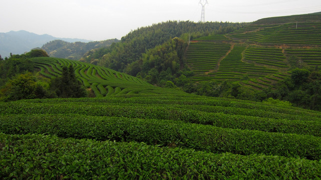 绿色茶山