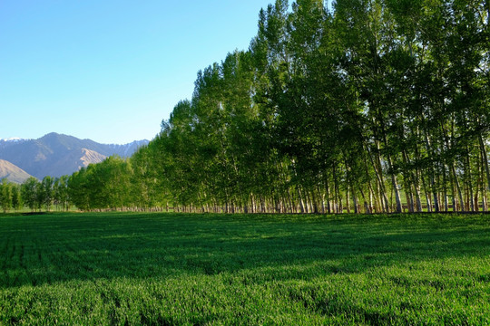 田野 树林