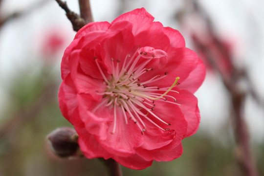 美丽的桃花