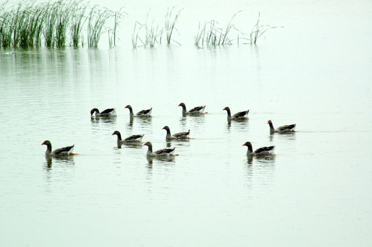 野鸭湖湿地鸟类