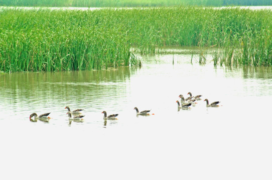 野鸭湖湿地鸟类