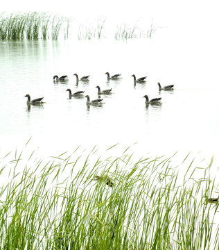 北京野鸭湖湿地
