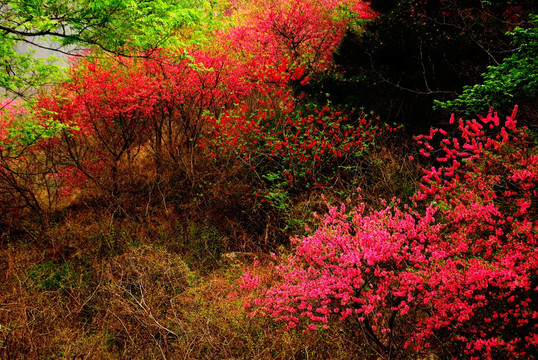 山中桃花盛开