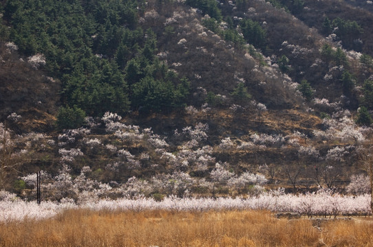 红杏盛开的山野