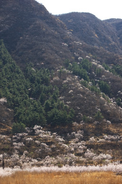 开满杏花的山野