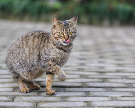 猫咪 一只猫