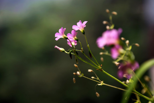 酢浆草花