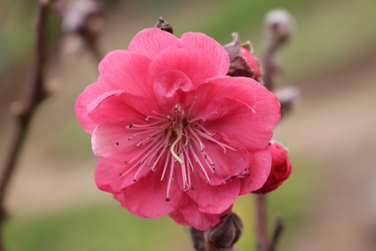 美丽的桃花