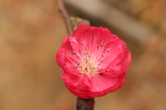 美丽桃花