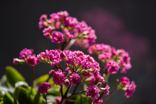 红色长寿花 暗背景