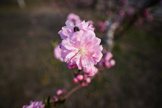 一枝粉红色的桃花 花蕾 花苞