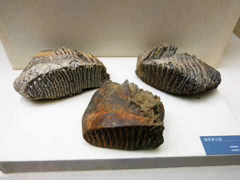 猛犸象臼齿化石 标本