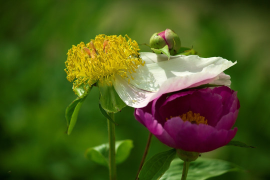 花蕊与花