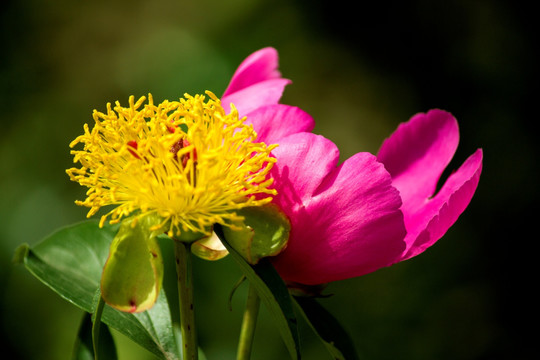 花与花蕊