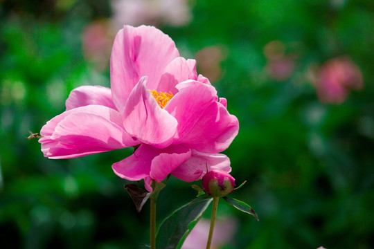 芍药花