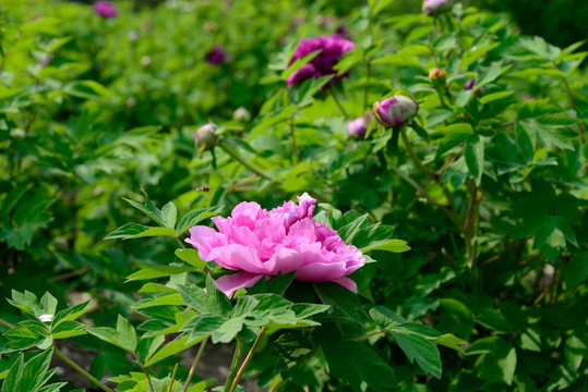 牡丹花与蜜蜂