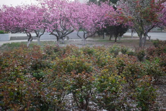 落花飘零 桃花 海棠花