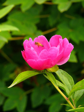 蜜蜂采蜜芍药花