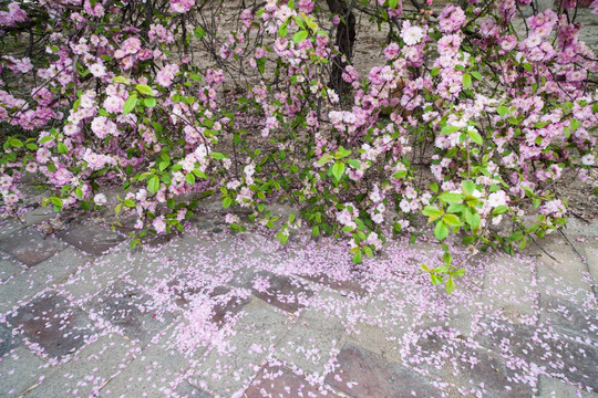 落花满地 桃花 花砖 小径