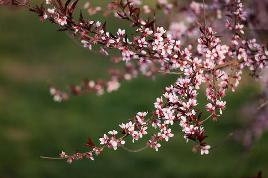 桃花 桃树 繁花似锦 草坪