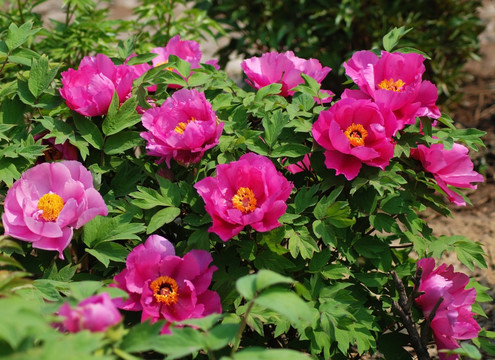 牡丹花 洛阳牡丹 富贵牡丹