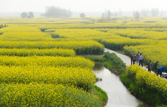 兴化油菜花