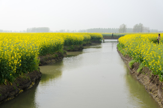 兴化油菜花