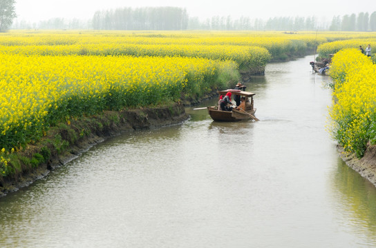 兴化油菜花