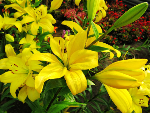 黄色百合花 黄花菜