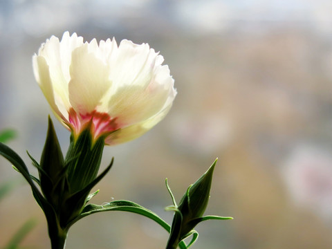 石柱子花 石竹花