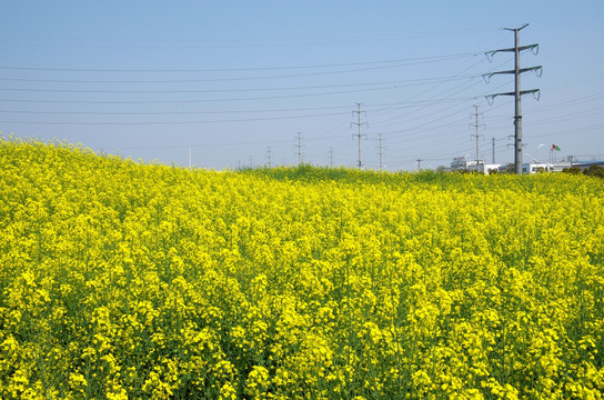 城市郊区油菜花海