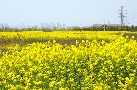 城市楼群 郊区油菜花海