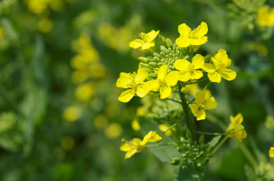 油菜花开