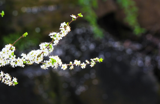 梨花