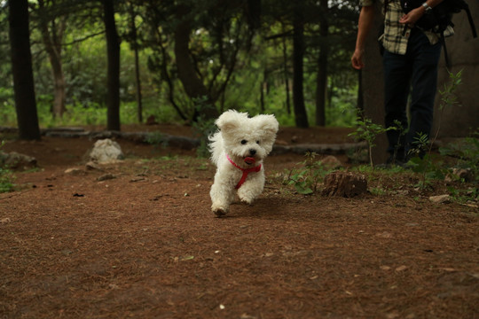 宠物 比熊犬 小狗  萌