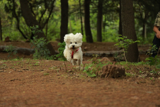 寵物 比熊犬 小狗  萌