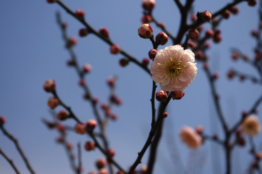 梅花