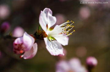 一朵桃花