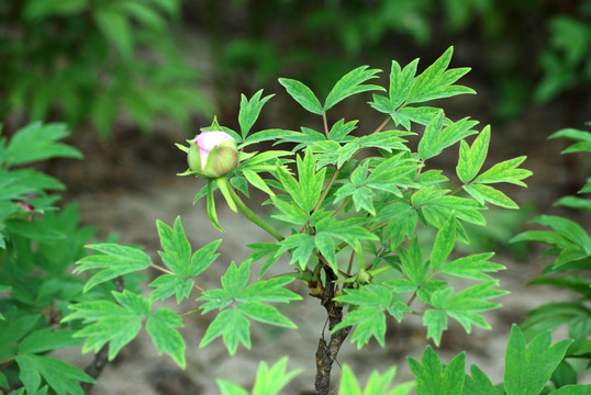 牡丹花 洛阳牡丹 含苞待放