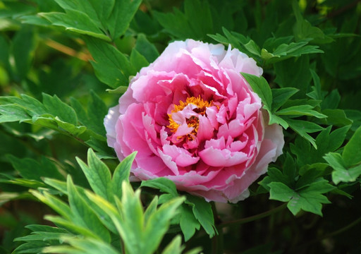 牡丹花 洛阳牡丹 花开富贵