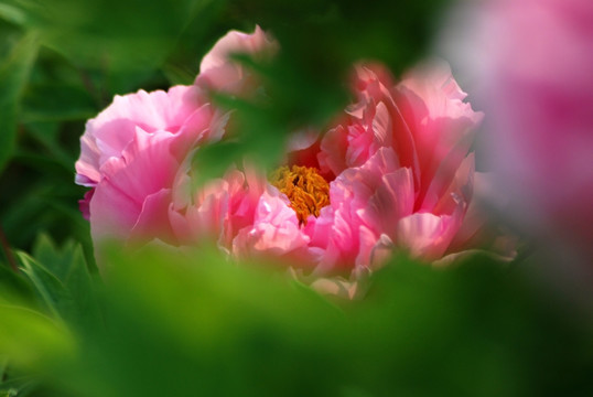 牡丹花 洛陽牡丹 花開富貴