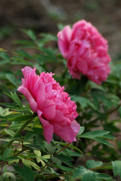 牡丹花 洛阳牡丹 花开富贵