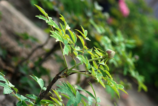 牡丹花 洛阳牡丹 含苞待放