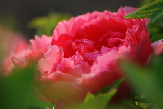 牡丹花 洛阳牡丹 花开富贵