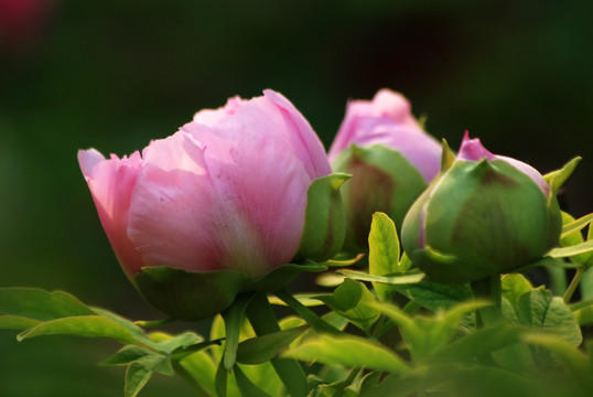 牡丹花 洛阳牡丹 花开富贵