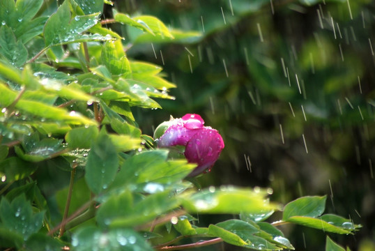 牡丹花 洛阳牡丹 花开富贵