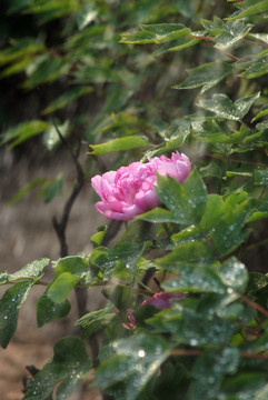 牡丹花 洛阳牡丹 花开富贵