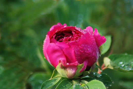 牡丹花 洛阳牡丹 花开富贵