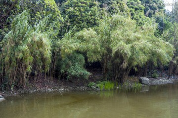 河边竹林